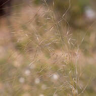 Image of Austrostipa scabra subsp. falcata (Hughes) S. W. L. Jacobs & J. Everett