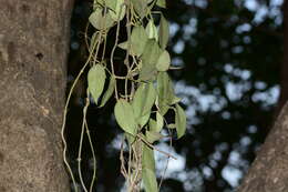 Image of Hoya wightii Hook. fil.