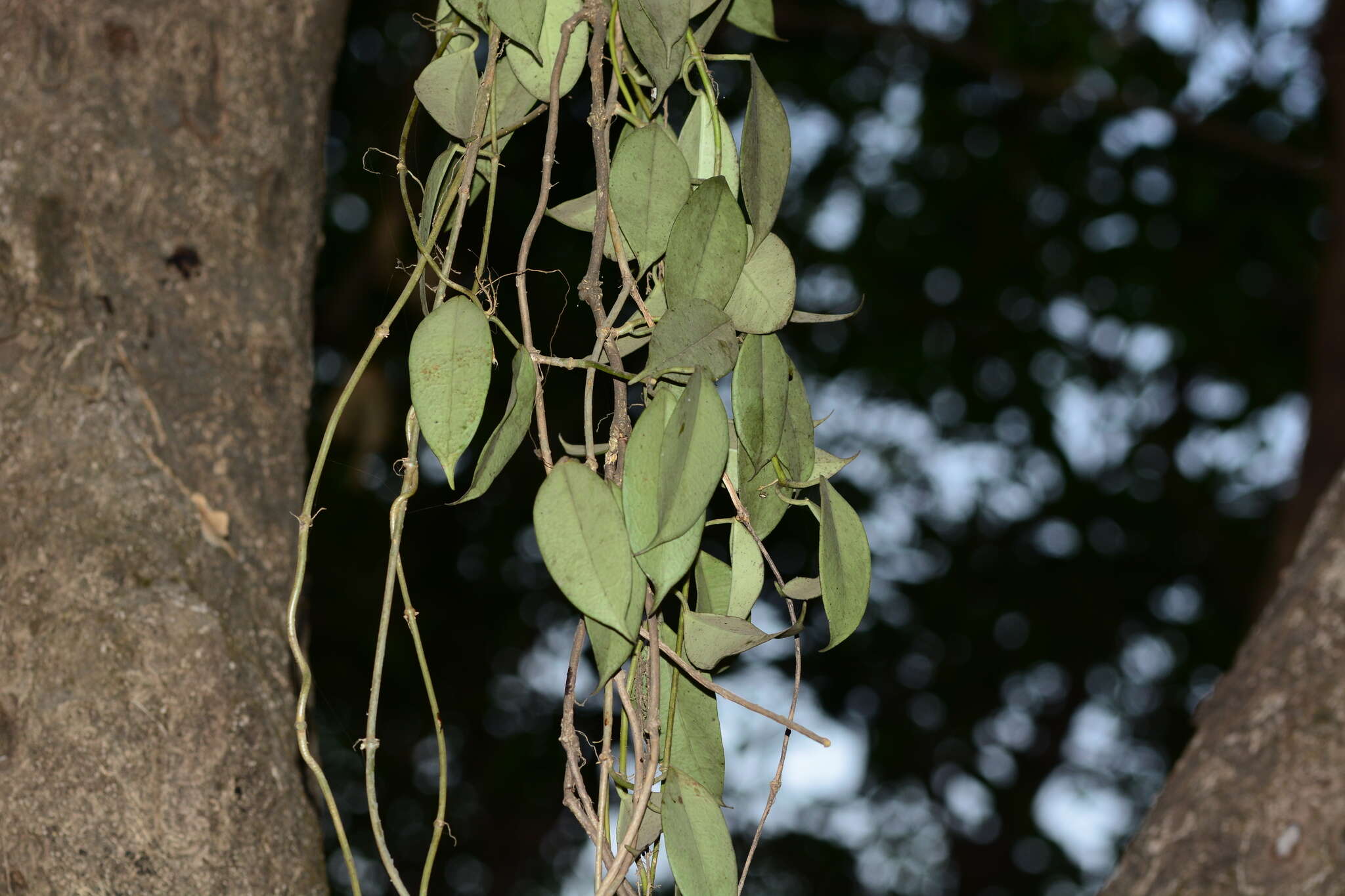 Image of Hoya wightii Hook. fil.