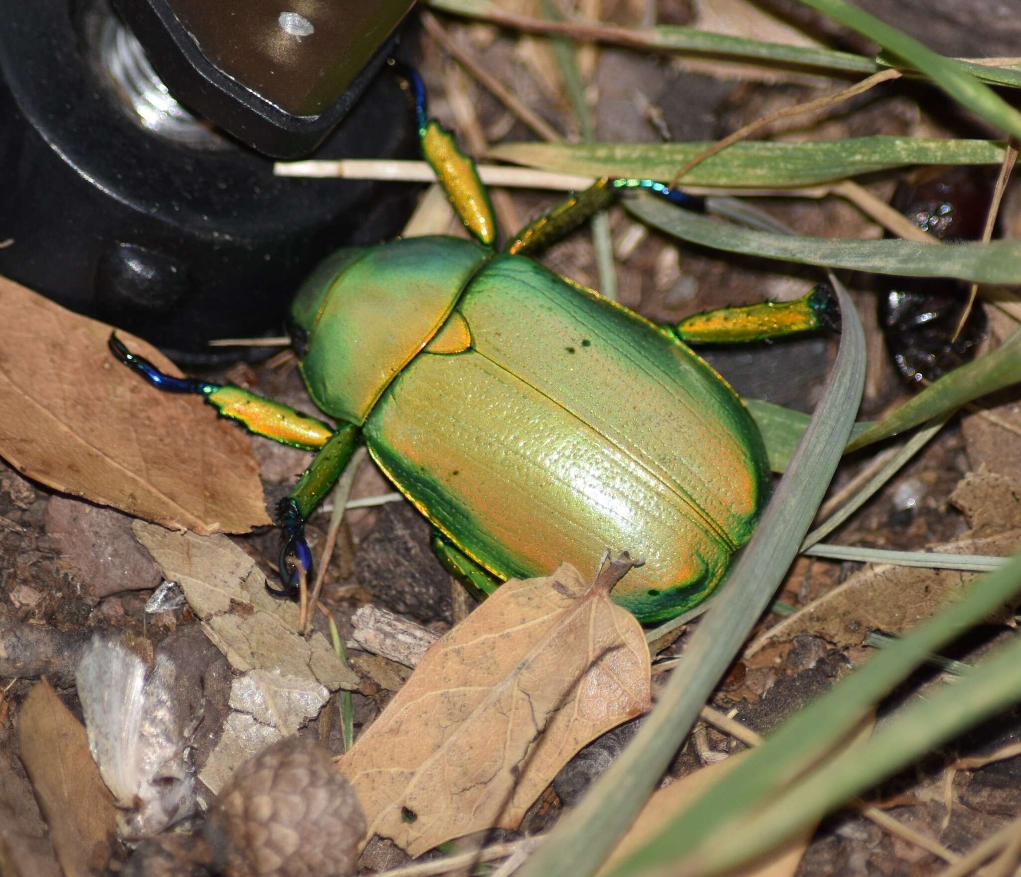 Image of Chrysina woodi (Horn 1884)