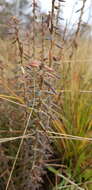 Image of Acrothamnus hookeri (Sond.) Quinn