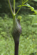 Image of Angelica dahurica (Fisch. ex Hoffm.) Benth. & Hook. fil. ex Franch. & Savat.