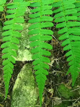 Image of marginal woodfern