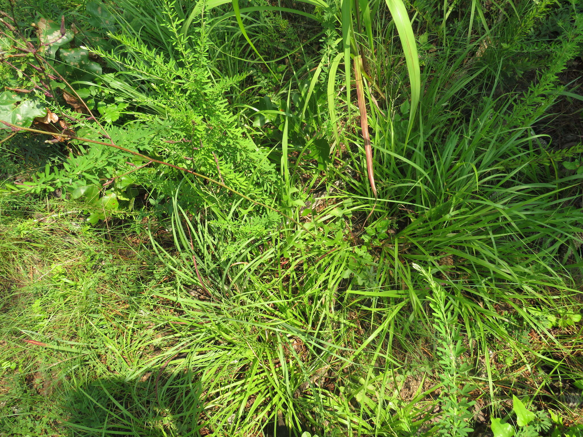 Image of hairy lettuce