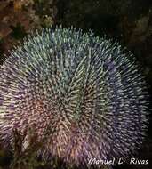 Image of Edible sea urchin