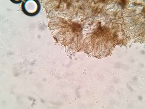 Gelatinopsis geoglossi (Ellis & Everh.) Rambold & Triebel 1990的圖片