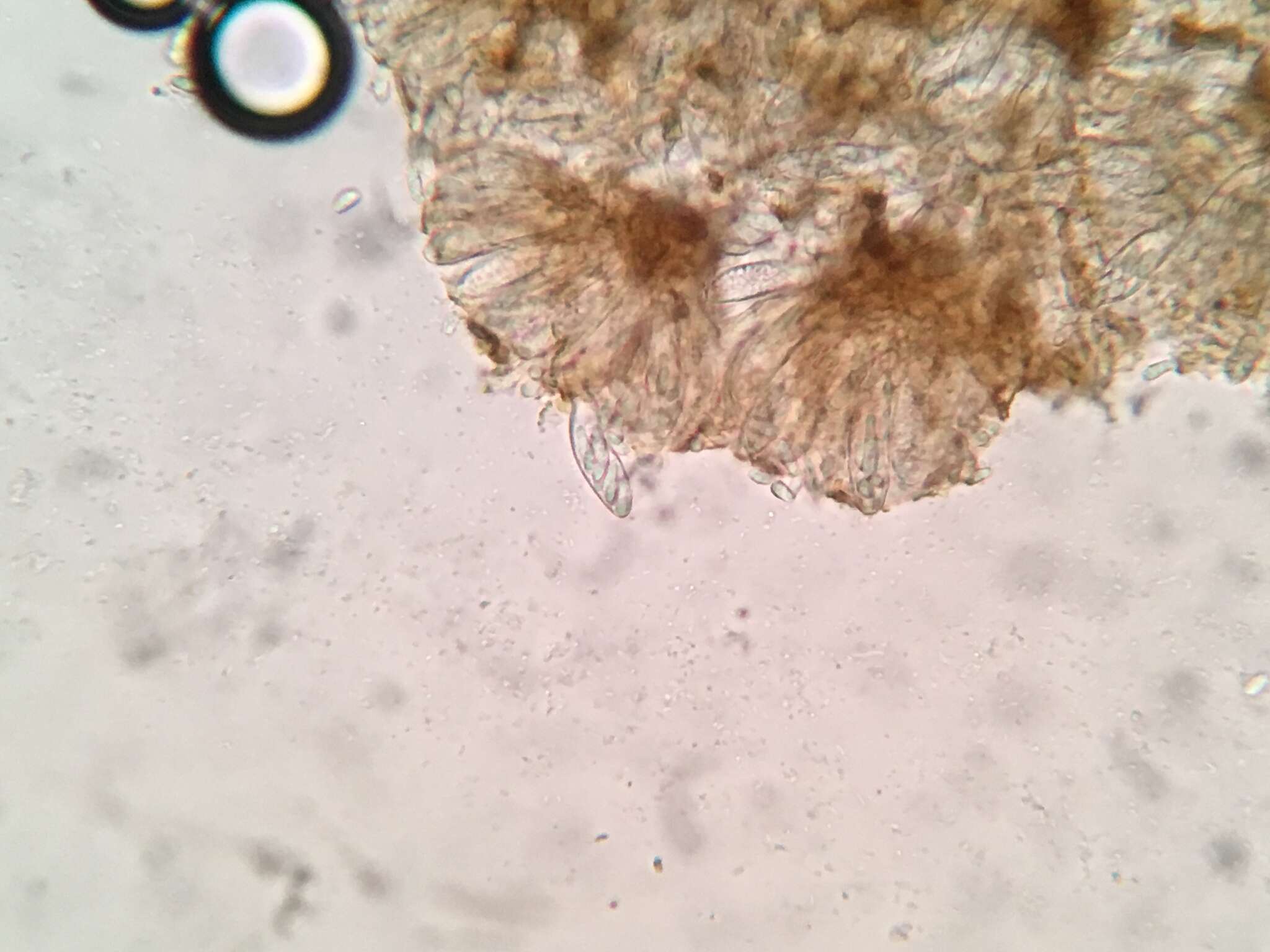 Image of Gelatinopsis