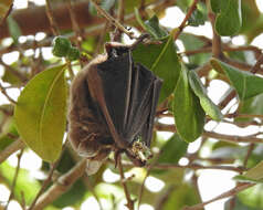 Image of pygmy fruit-eating bat