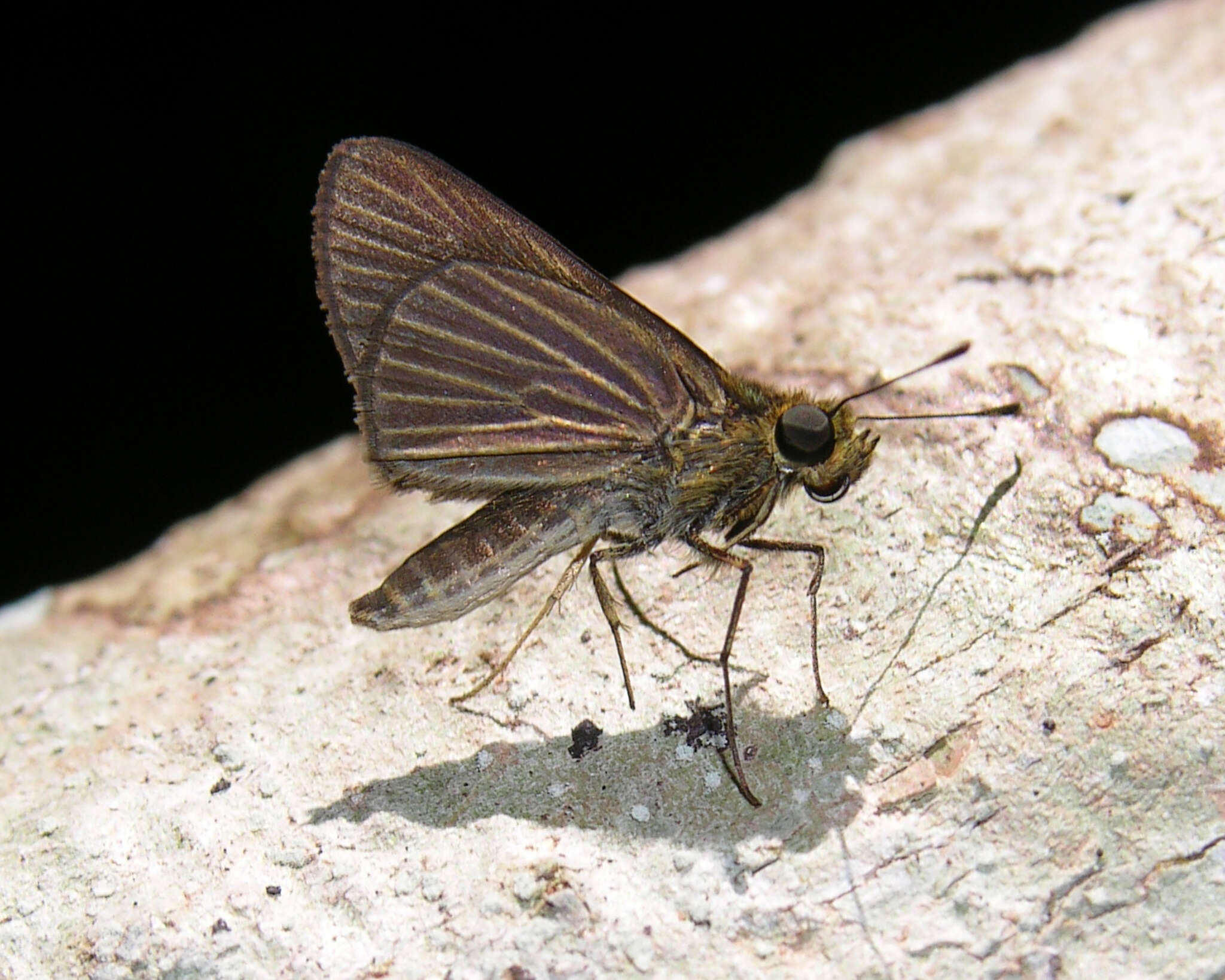 Image of Parphorus decora Herrich-Schäffer 1869