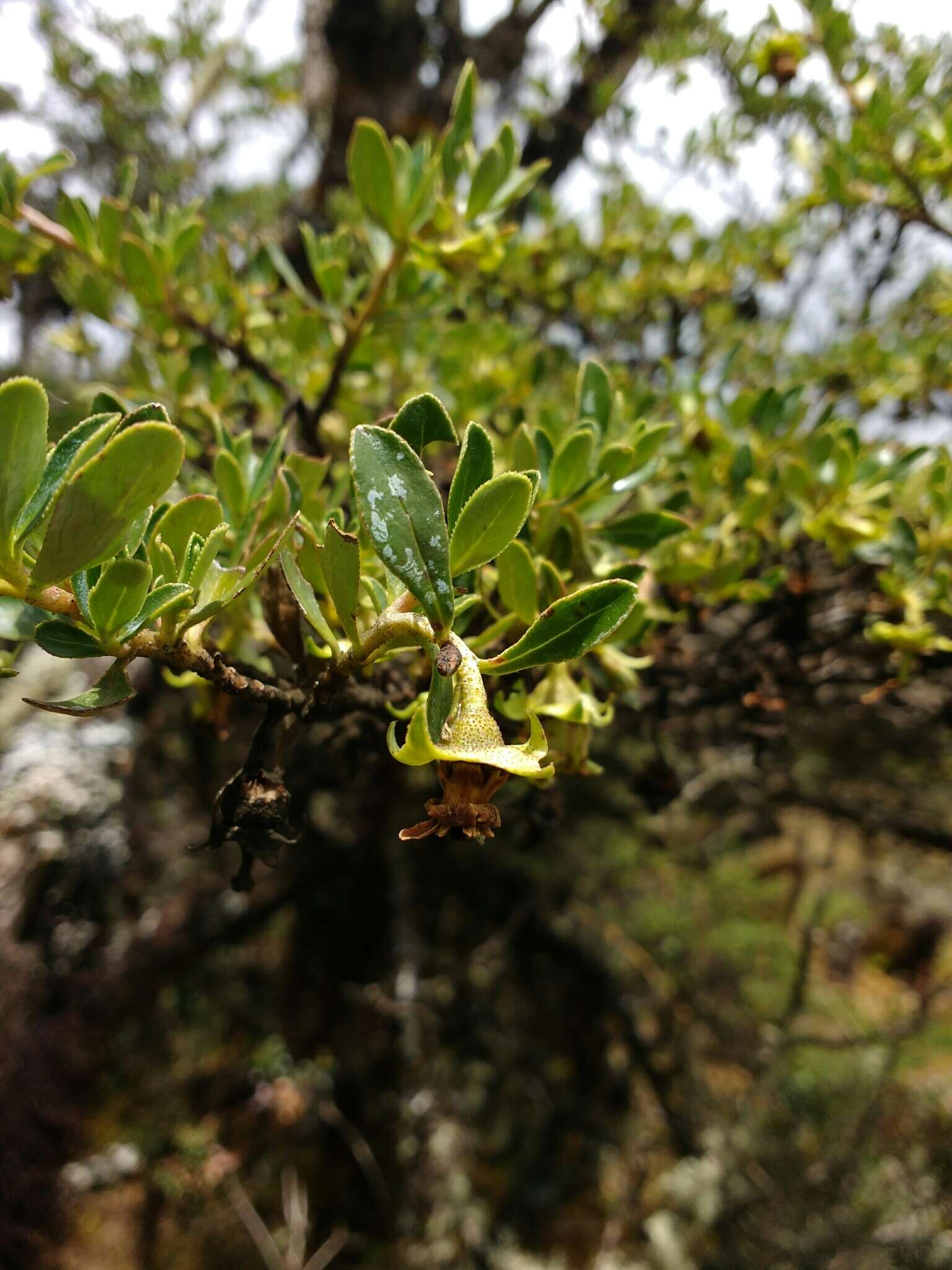 Escallonia myrtilloides L. fil. resmi