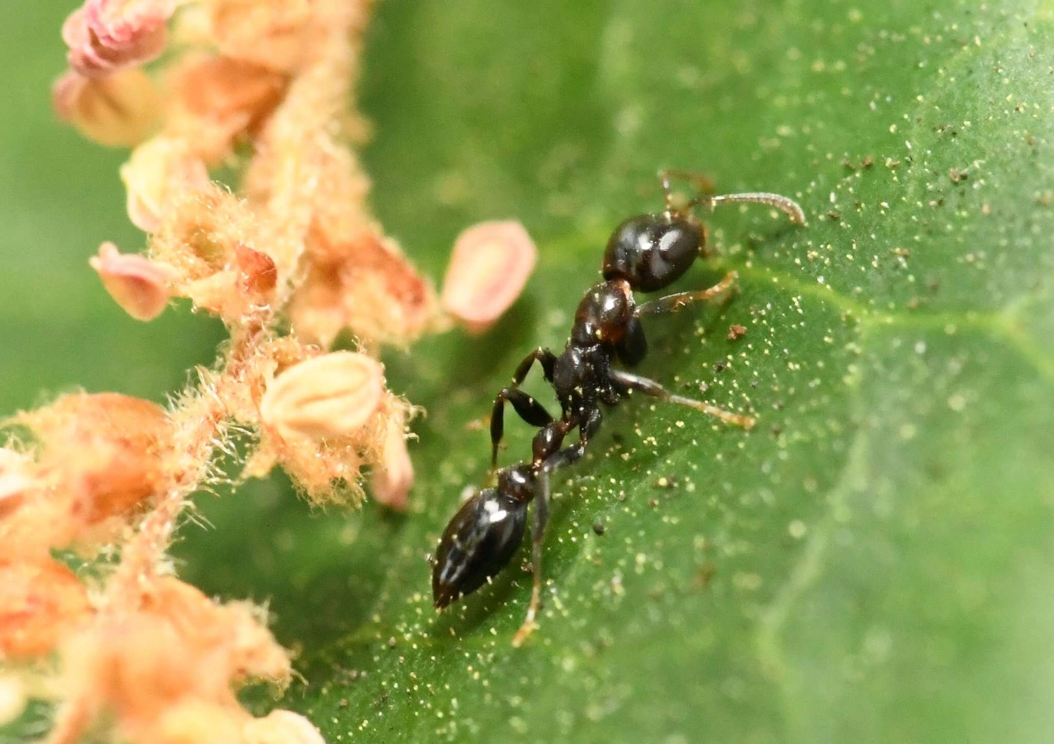 Image of Pseudomyrmex ejectus (Smith 1858)