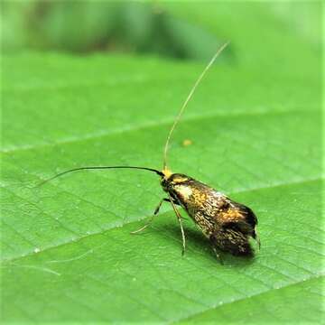 Image of Nemophora topazias Meyrick 1892