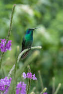 Image of Lesser Violetear