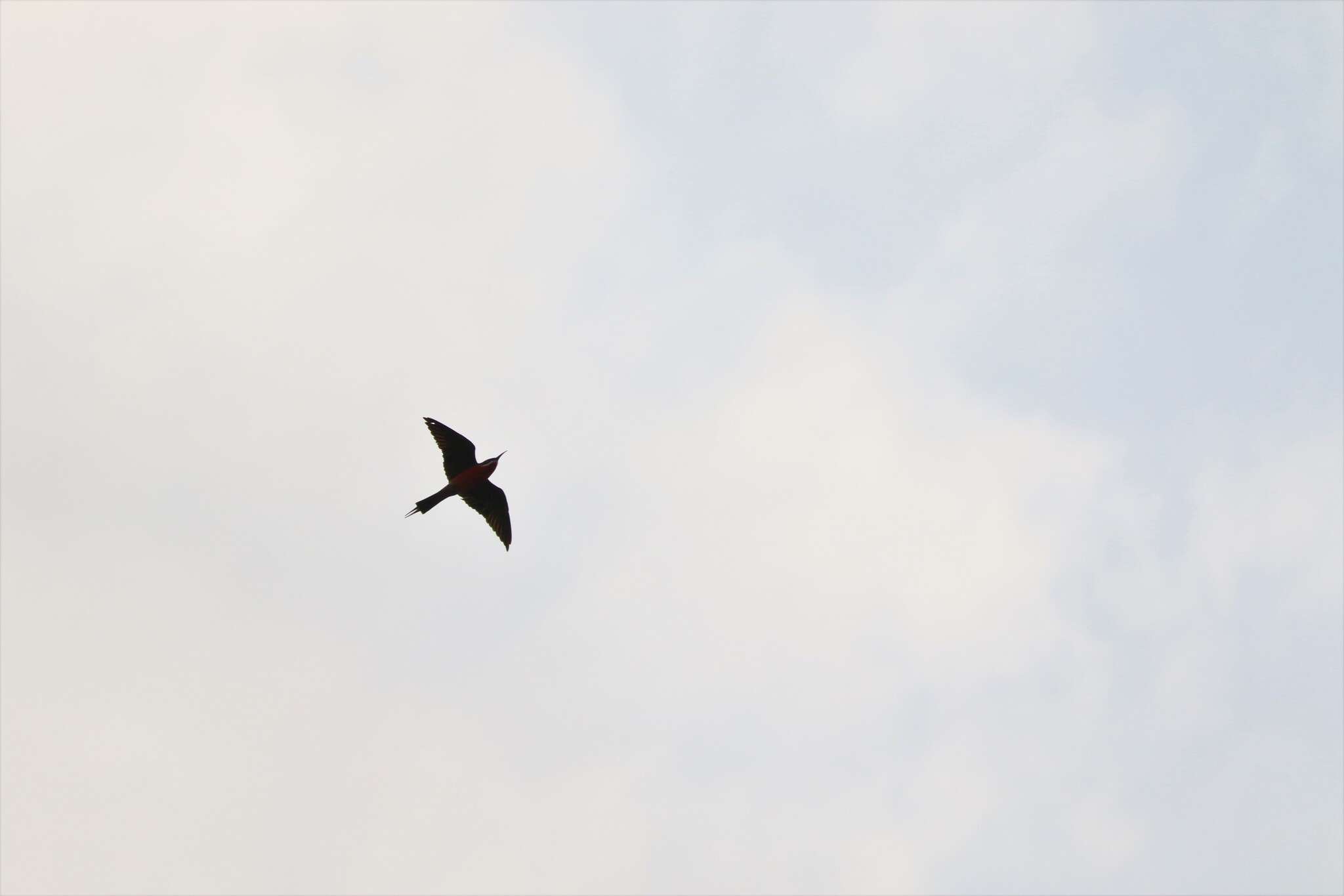 Image of Rosy Bee-eater