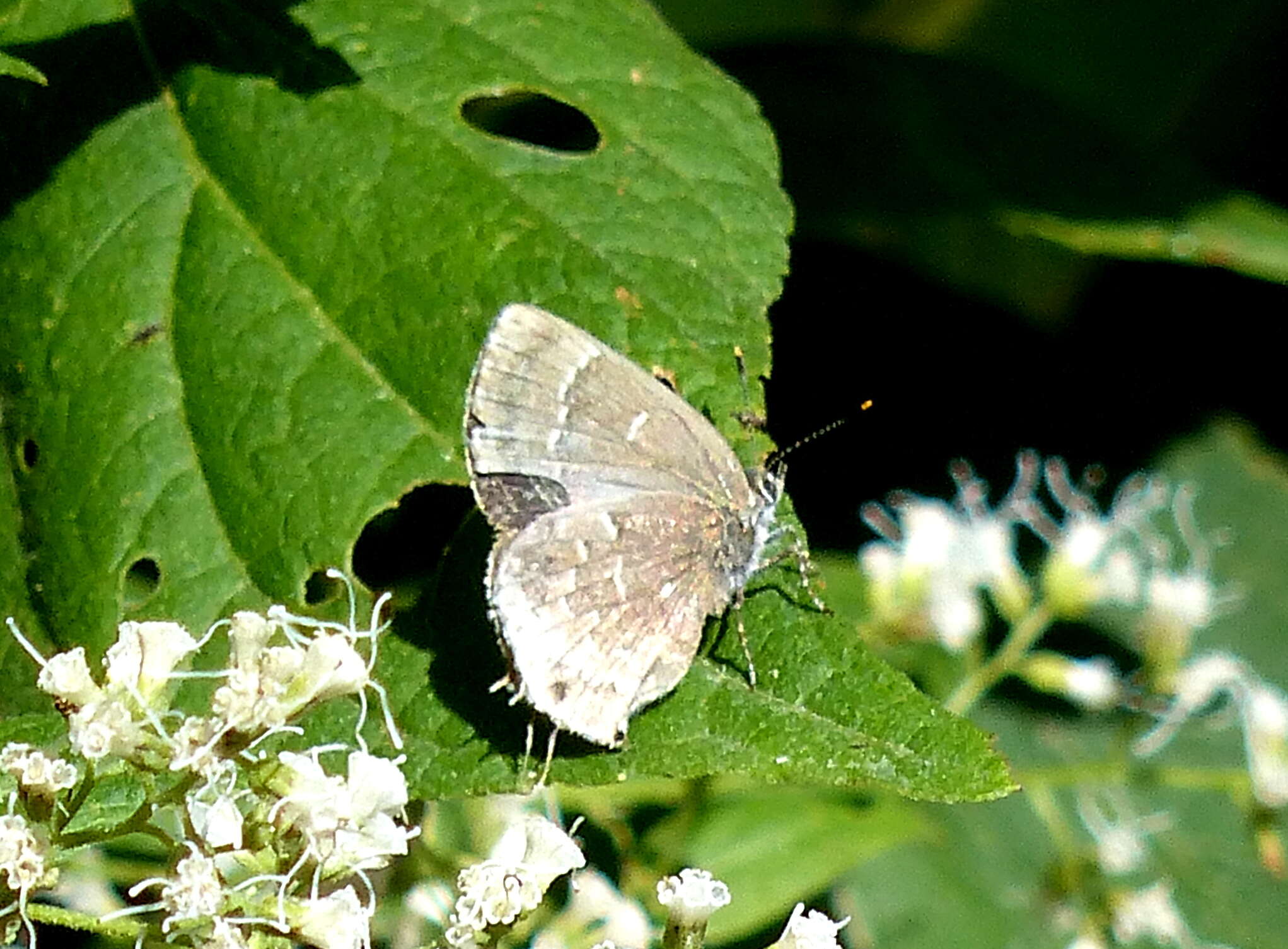 Image of Ocaria ocrisia (Hewitson 1868)