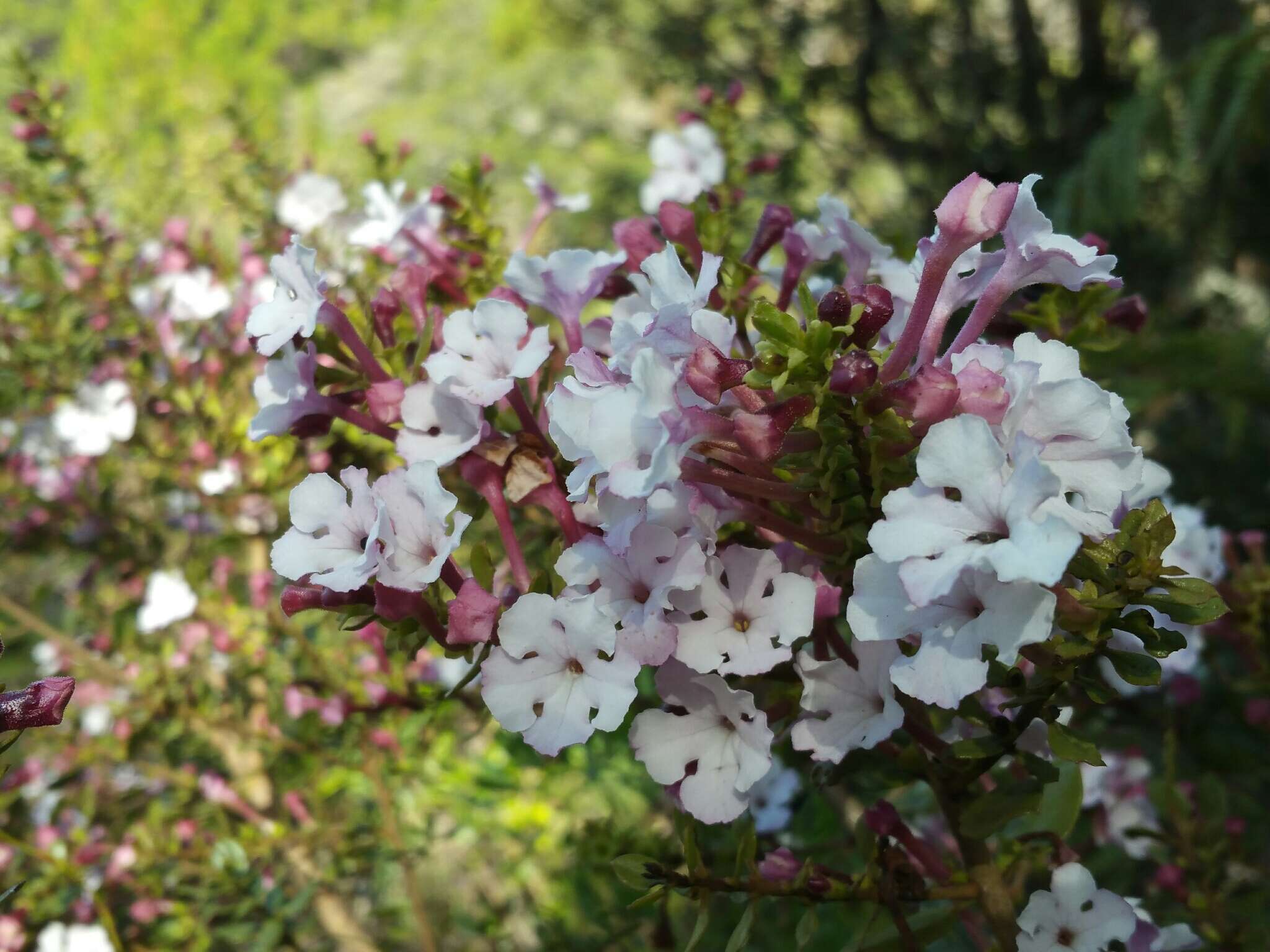 Image of Radamaea montana Benth.