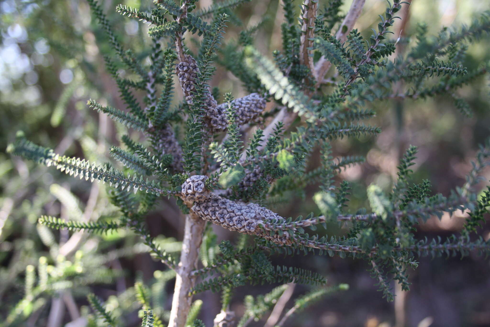 Imagem de Melaleuca densa R. Br.