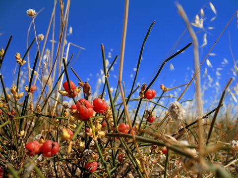 Image of <i>Ephedra distachya</i> L.