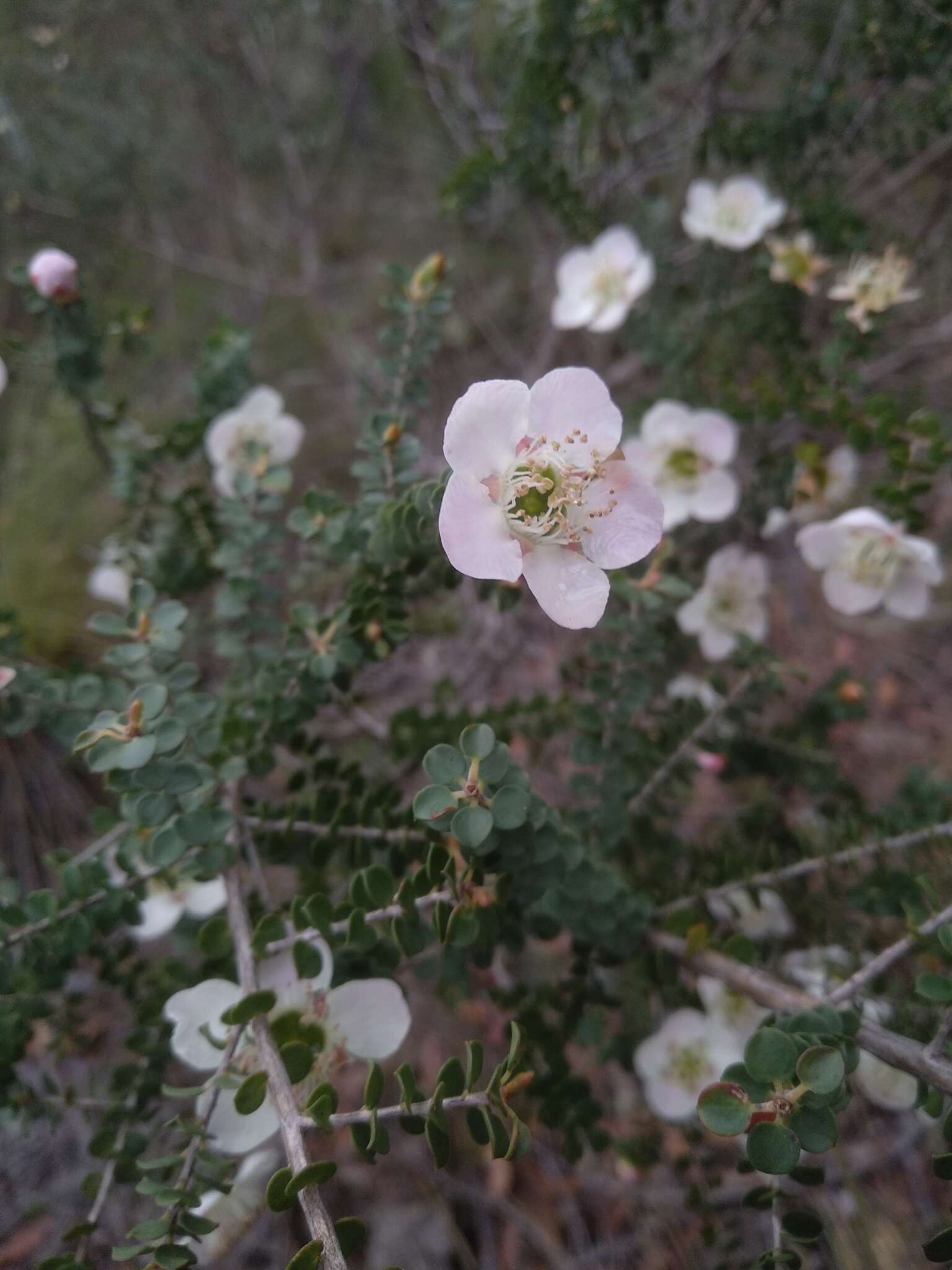 Sivun Leptospermum rotundifolium (Maiden & Betche) F. A. Rodway kuva