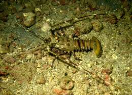 Image of Green Spiny Lobster