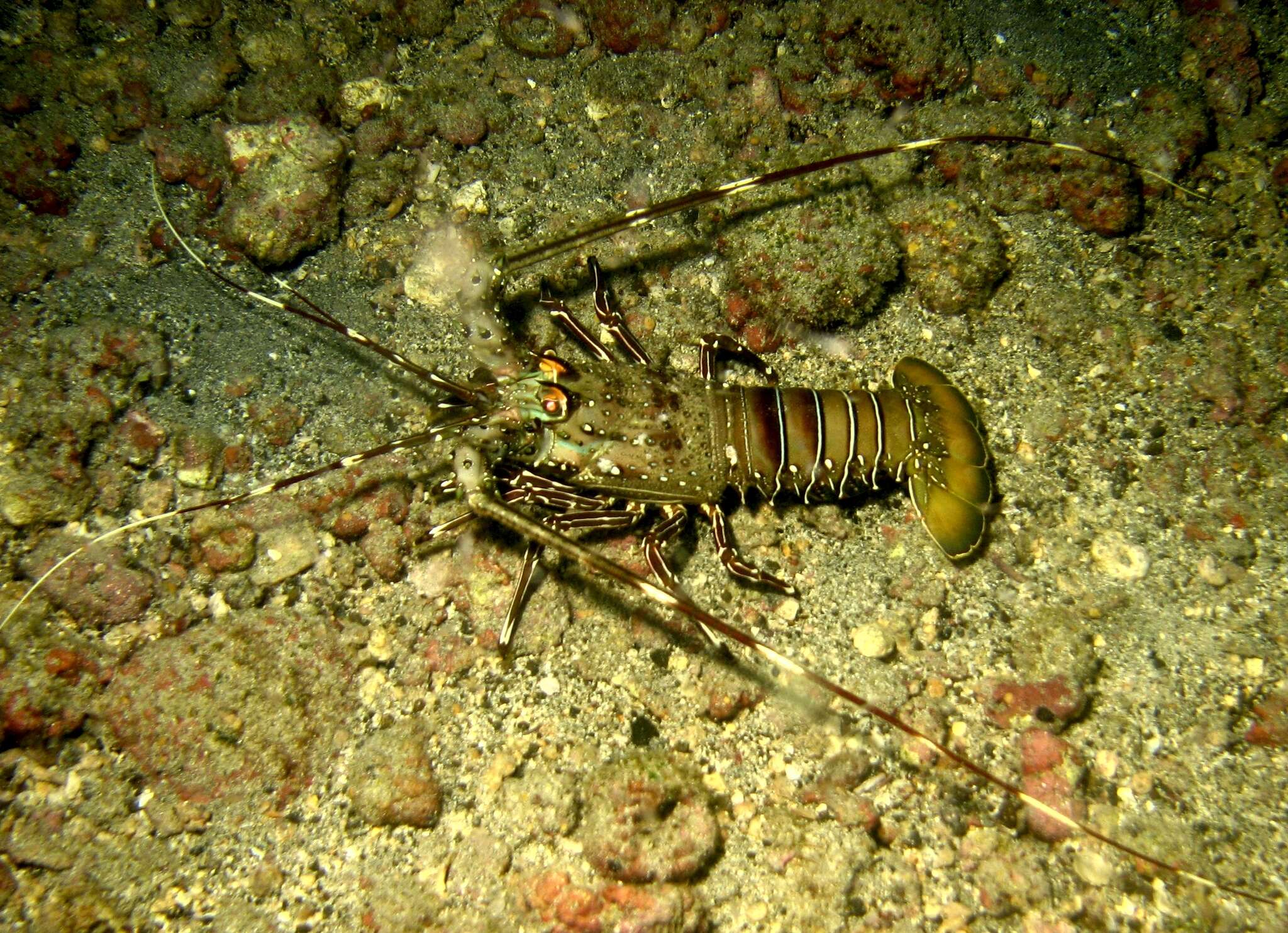 Image of Green Spiny Lobster