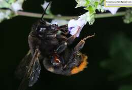 Image of Bombus ignitus Smith 1869