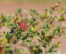 Image of Grevillea aquifolium Lindl.