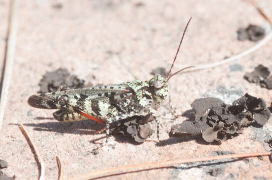 Image of Spharagemon marmorata marmorata (Harris & T. W. 1841)
