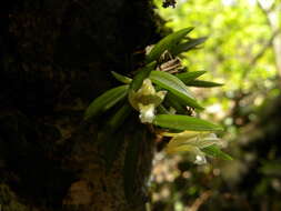 Image of Maxillaria uncata Lindl.