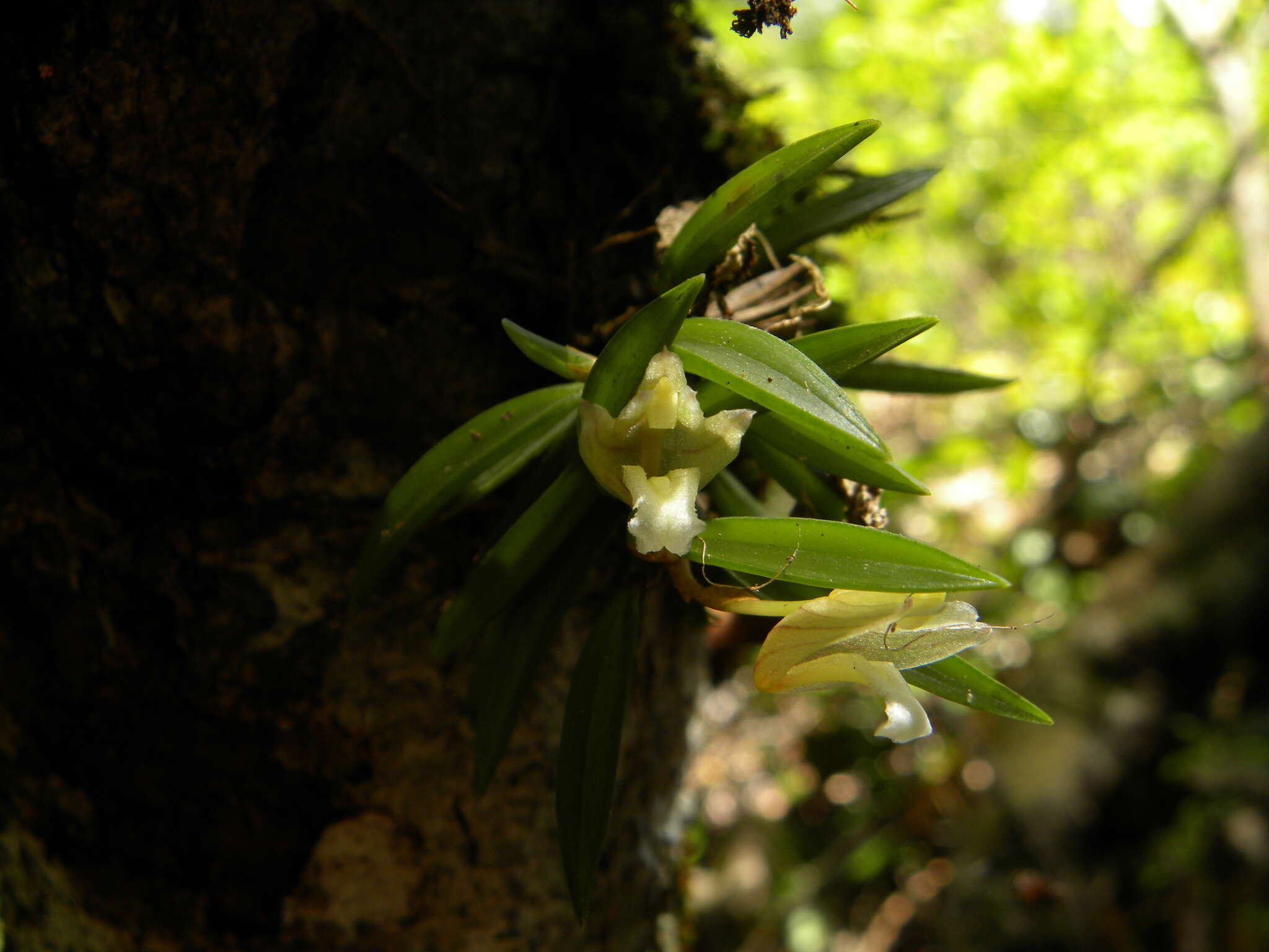 Image of Maxillaria uncata Lindl.