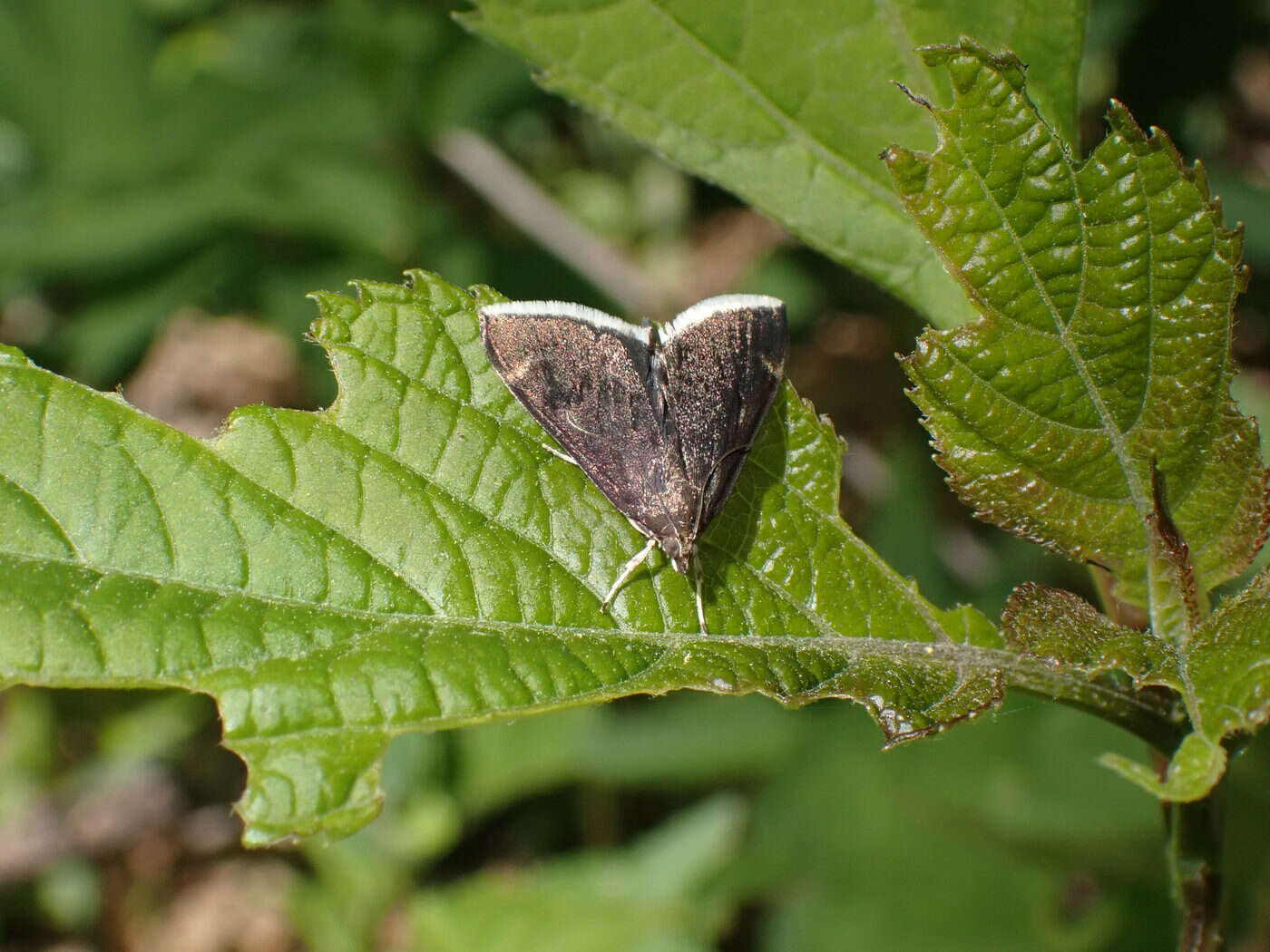 Image of White-fringed Pyrausta Moth