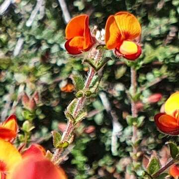 Image of Oxylobium cordifolium Andrews