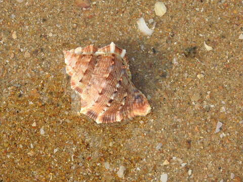 Image of frilled frogsnail