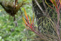 Image of Tillandsia inopinata Espejo, López-Ferr. & W. Till