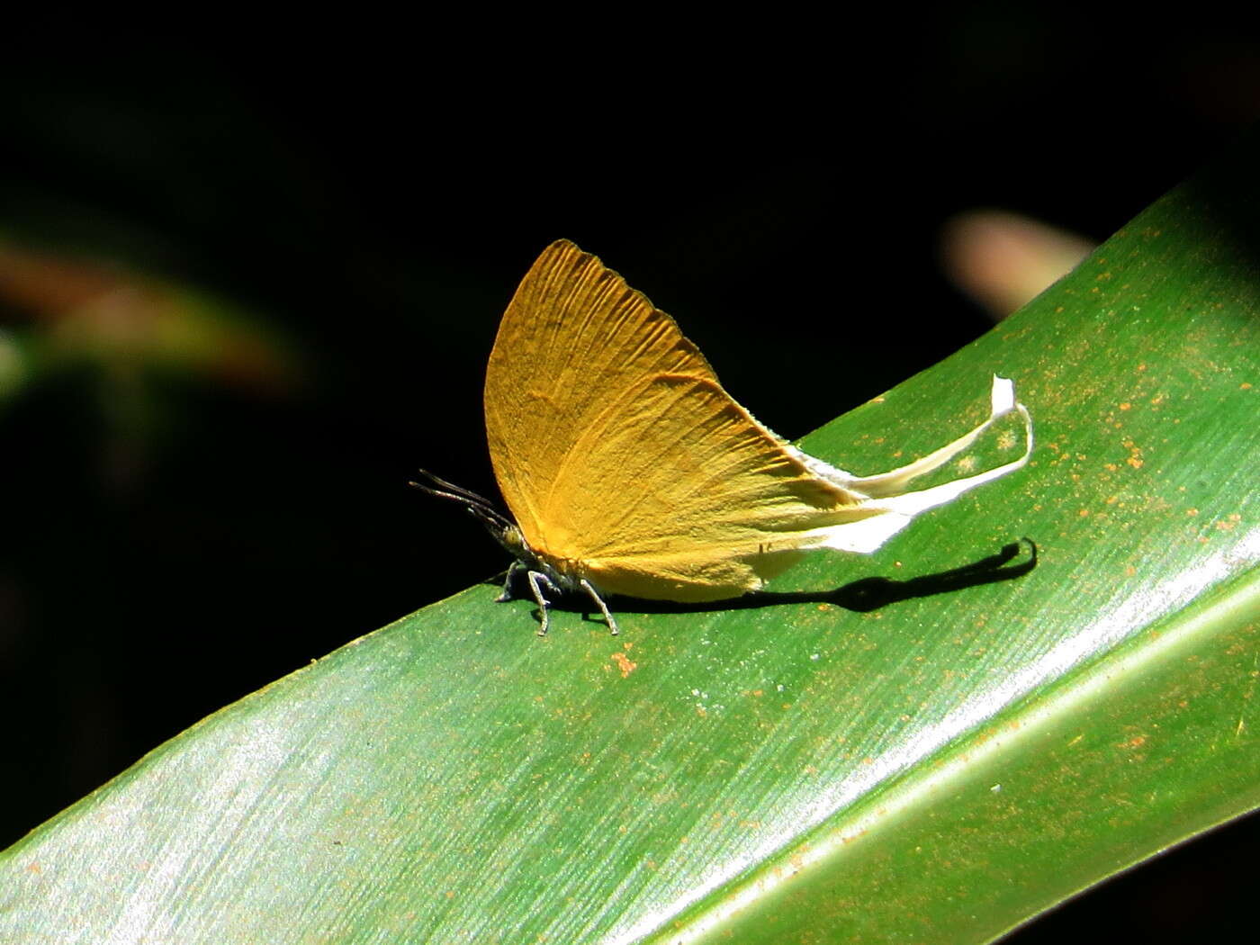 Imagem de Loxura cassiopeia Distant 1884