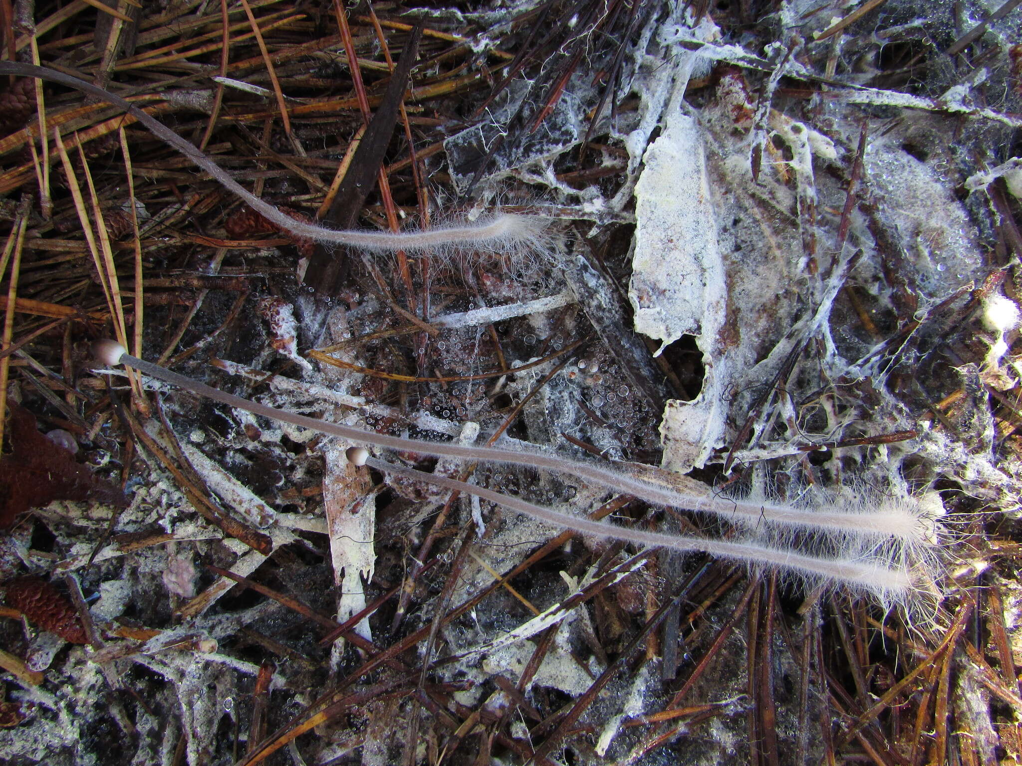 Image of Milk-drop mycena