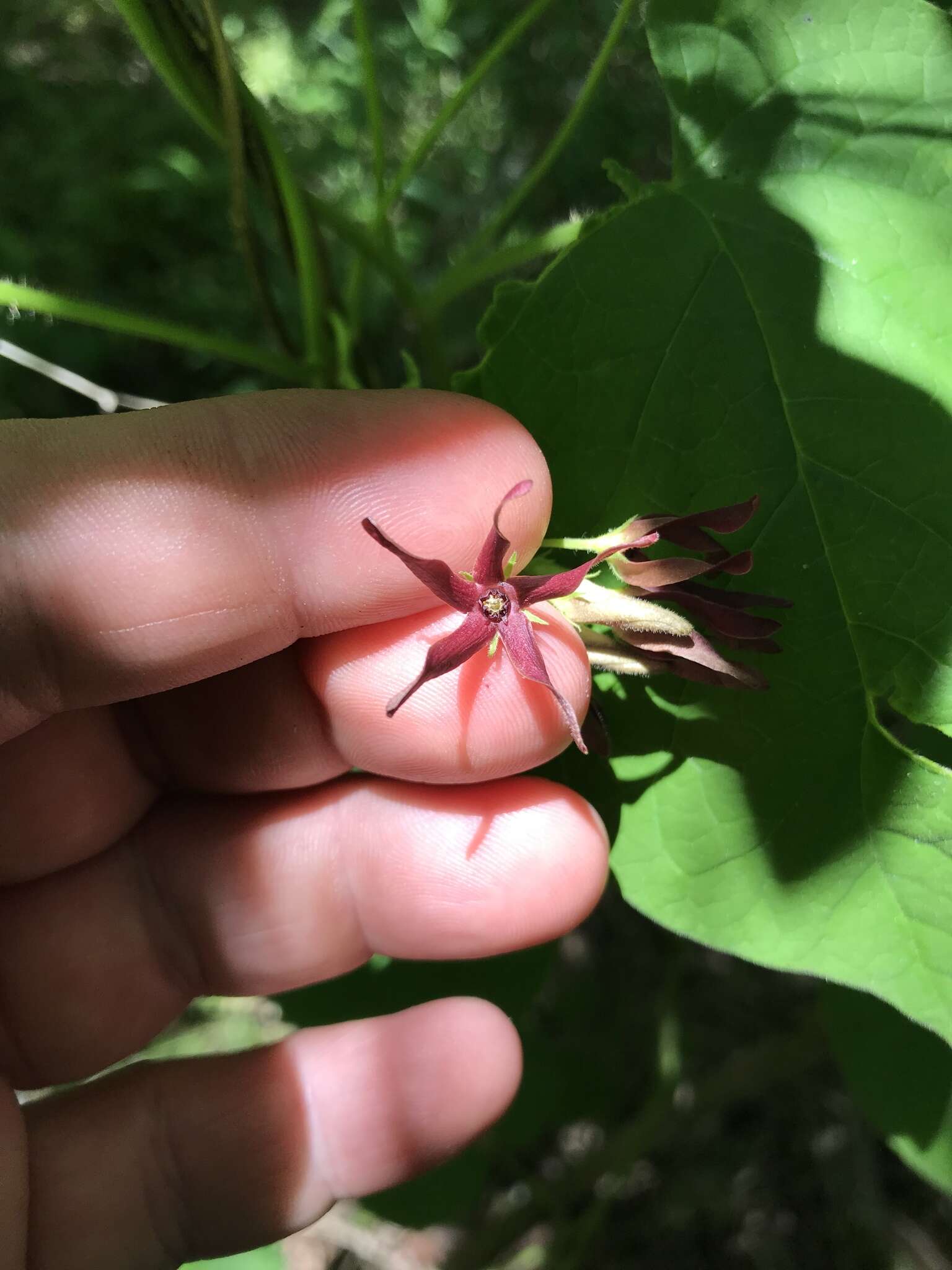 Image of oldfield milkvine