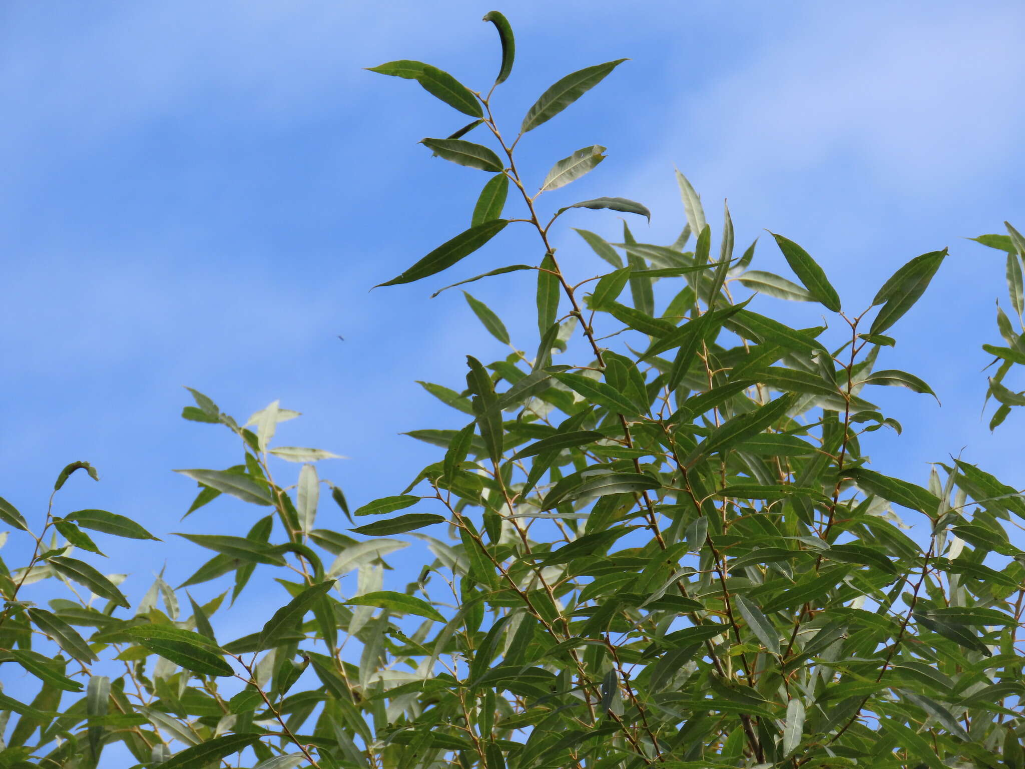 Image of Salix lasiandra var. lasiandra