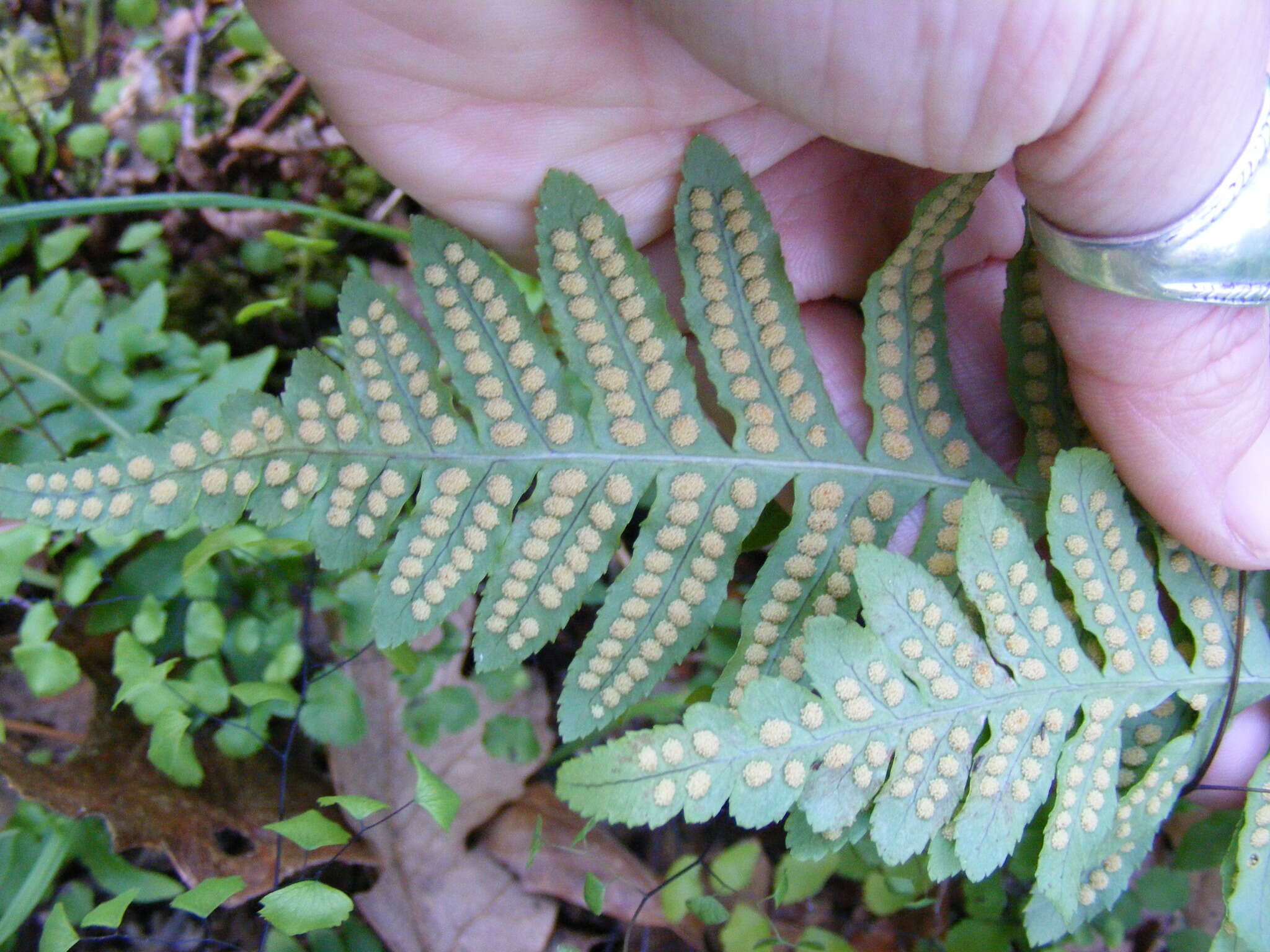 Polypodium calirhiza S. A. Whitmore & A. R. Smith的圖片