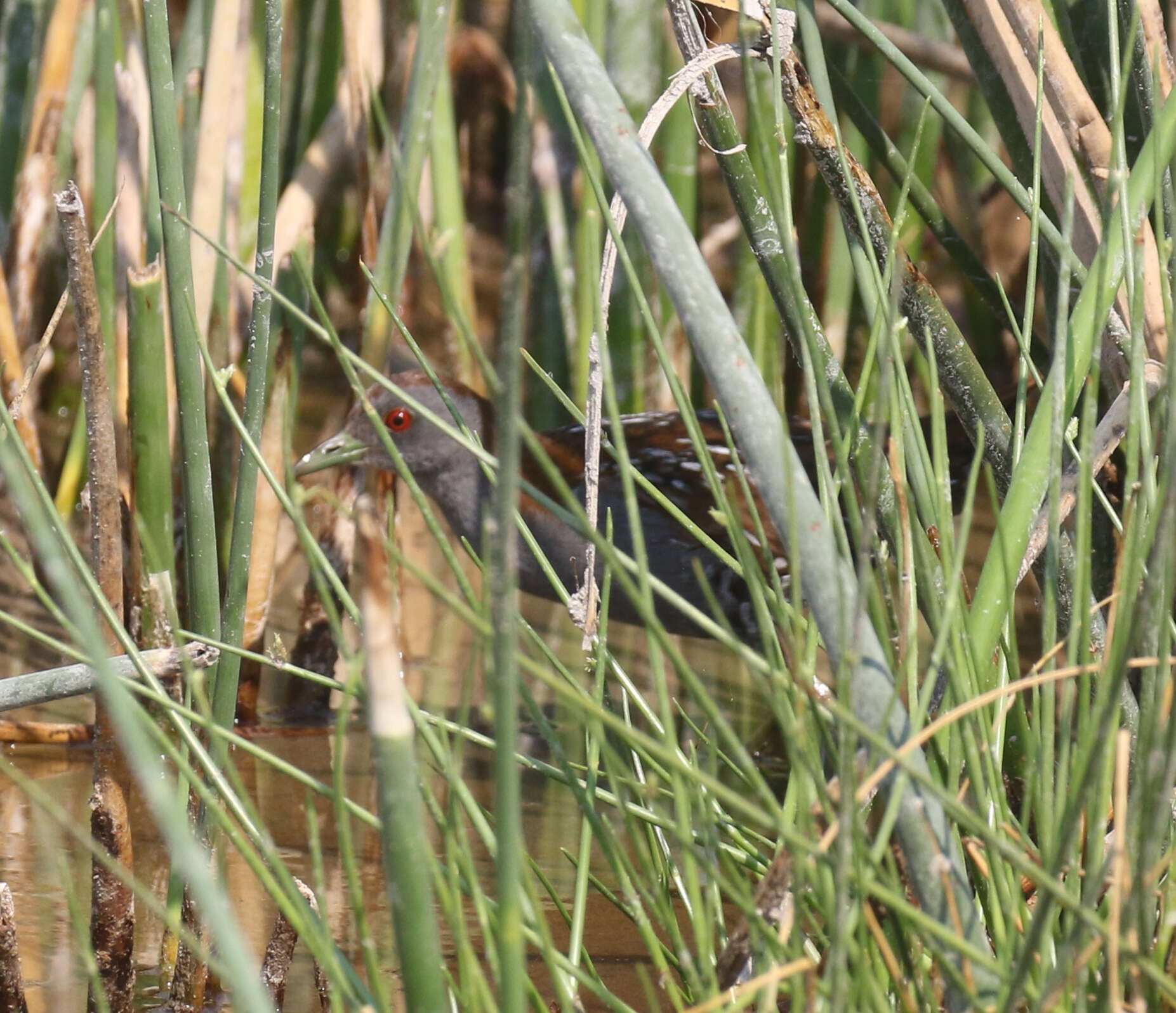 Image of Baillon's Crake