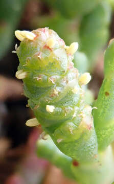 Image of Salicornia quinqueflora Bunge ex Ung.-Sternb.