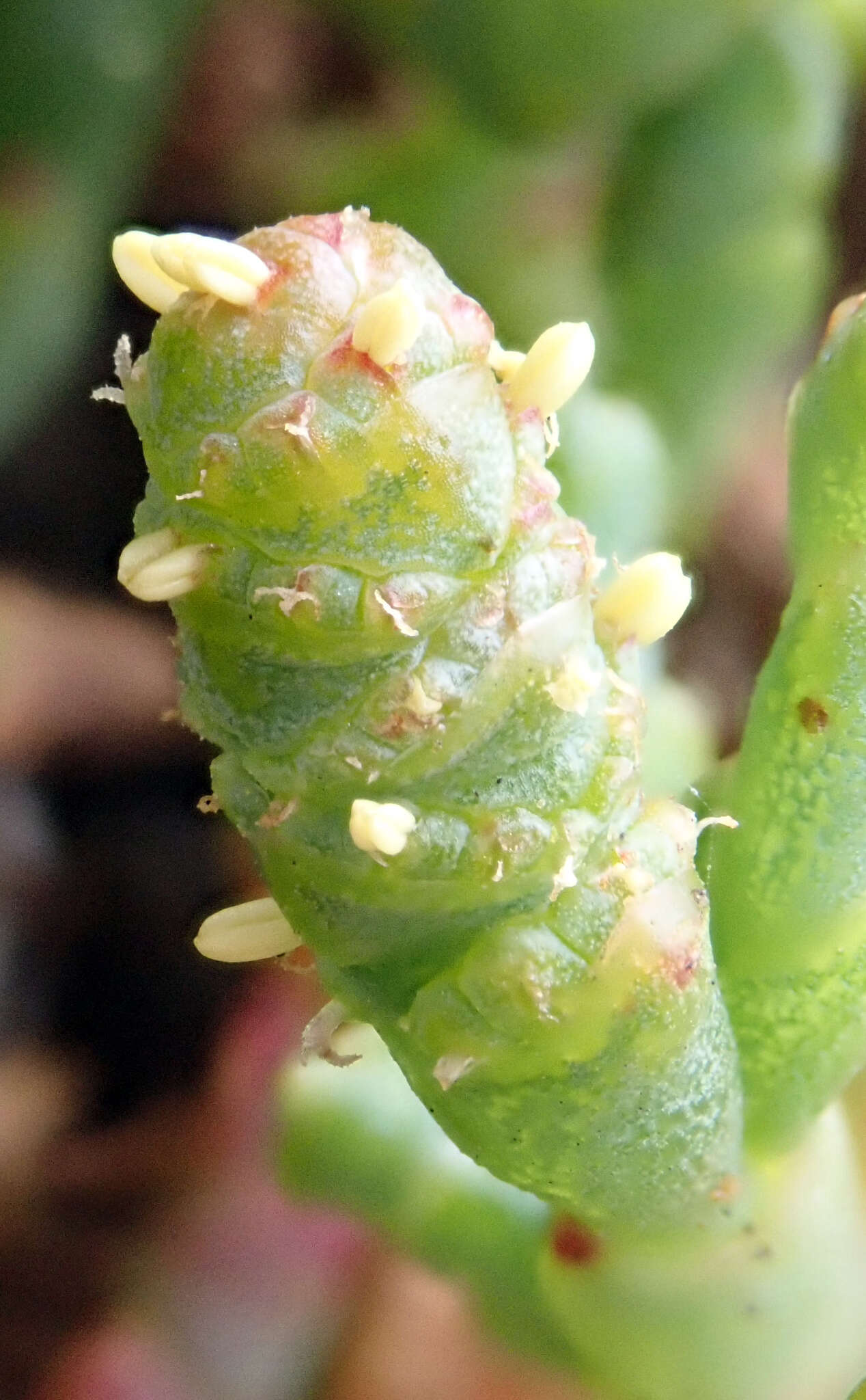 Sivun Salicornia quinqueflora subsp. quinqueflora kuva