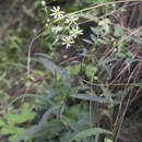 Image de Aster rugulosus Maxim.