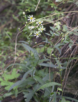 Imagem de Aster rugulosus Maxim.