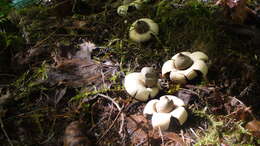 Image of Sessile Earthstar