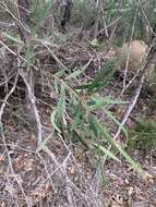 Image of Angophora bakeri E. C. Hall