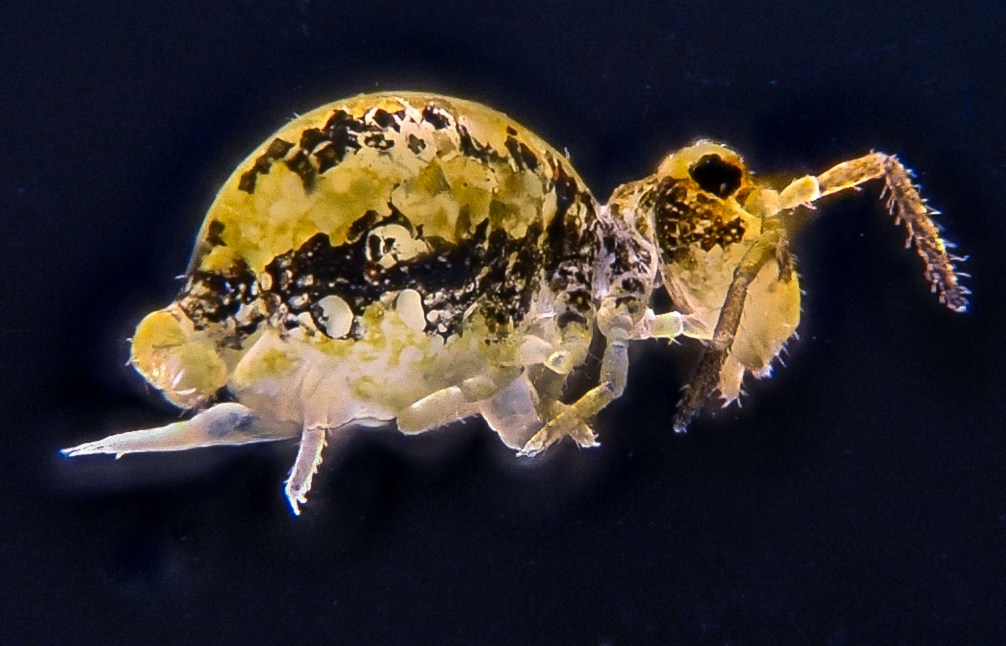 Image of Globular springtail