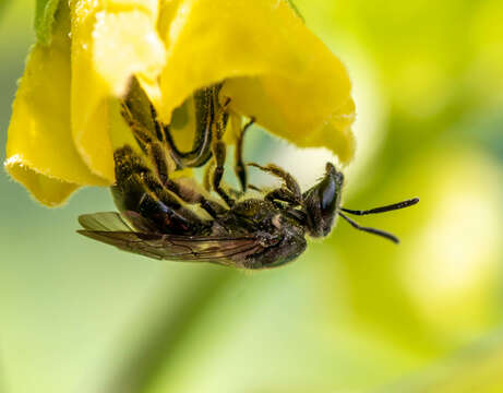 Lasioglossum pectinatum (Robertson 1890)的圖片