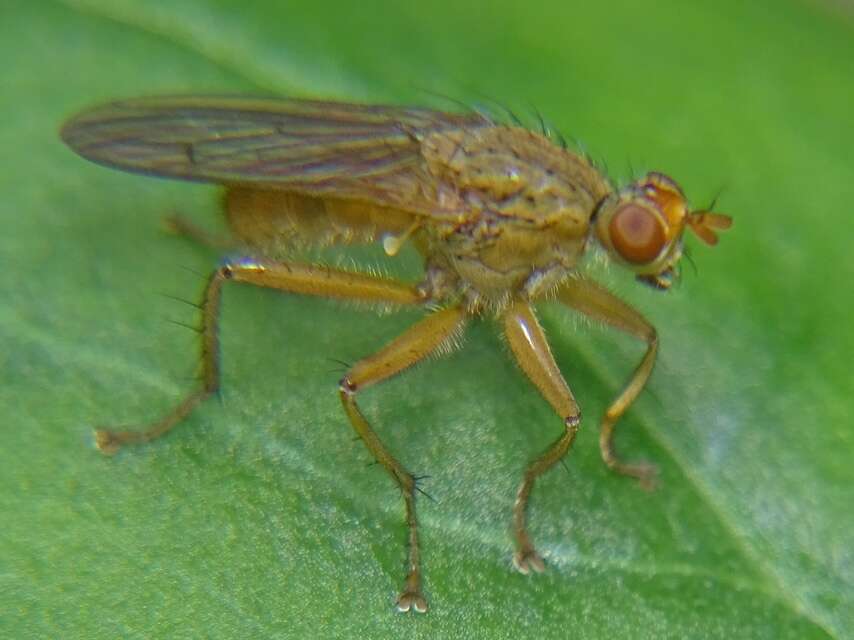 Sivun Scathophaga lutaria (Fabricius 1794) kuva