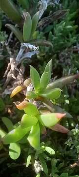 Image of Delosperma virens L. Bol.